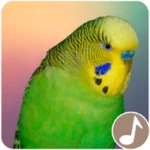 Logo of Canto Perico Australiano android Application 